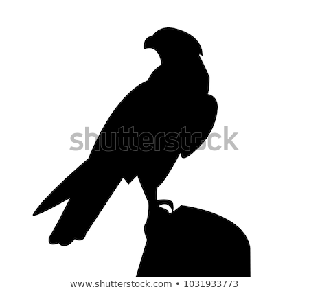 Foto stock: Silhouette Of Falcon