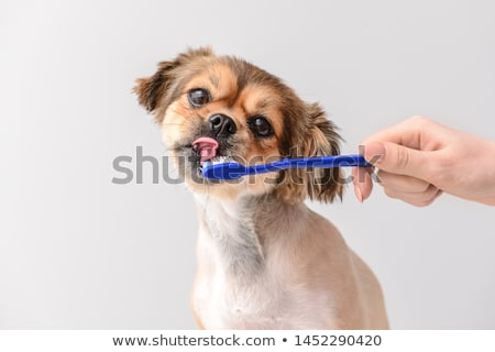 商業照片: Cleaning Dog