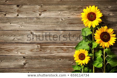 Сток-фото: Sunflower Background