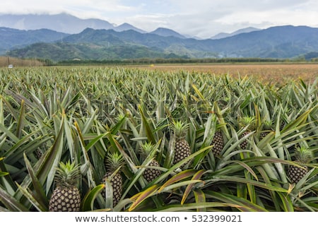 [[stock_photo]]: Pineapple Plantation