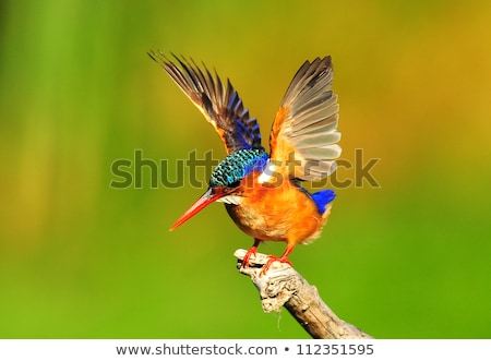 Stockfoto: Alachiet · ijsvogel