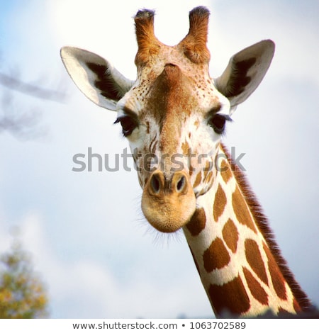 Foto stock: Giraffe Head