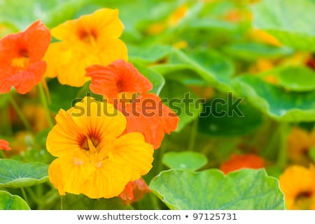 Stok fotoğraf: Bright Orange Nasturtium Flowers