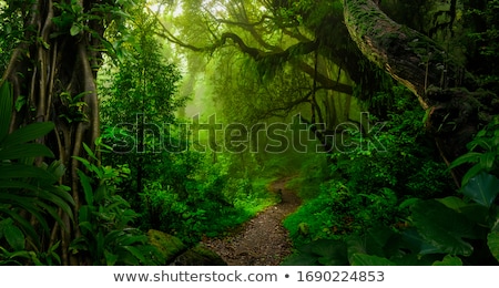 Stock fotó: Pathway To Jungle