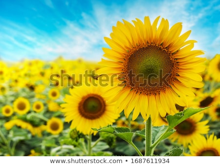 Foto stock: Field Sunflowers Summer Closeup Beautiful Yellow Flower Sun