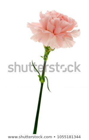 [[stock_photo]]: Pink Carnation Flower Isolated On White Background