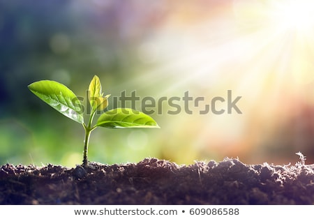 ストックフォト: Sprouts Plants Leaves