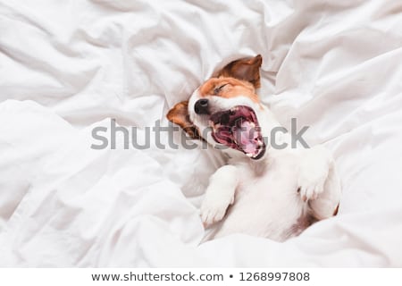 Stock fotó: Yawning Dog In Bed