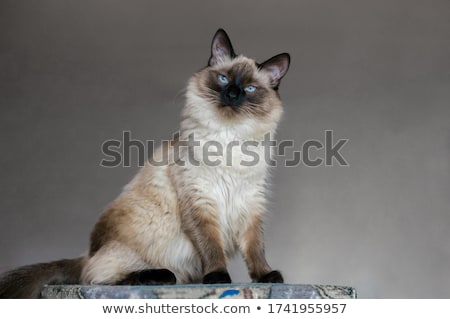 [[stock_photo]]: Black Balinese Cat On White