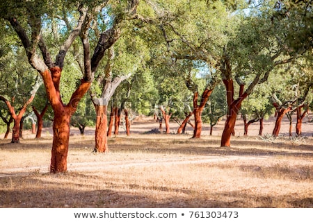 Zdjęcia stock: Cork Oak Tree