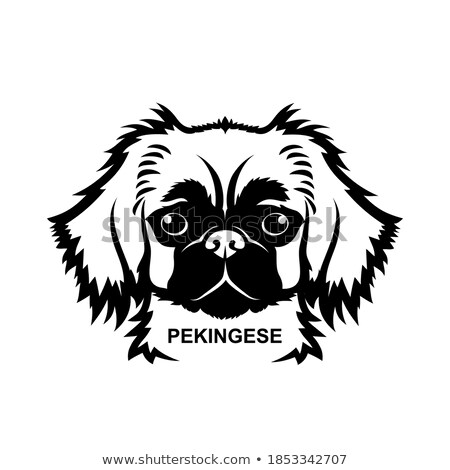 Stock fotó: Pekingese Face