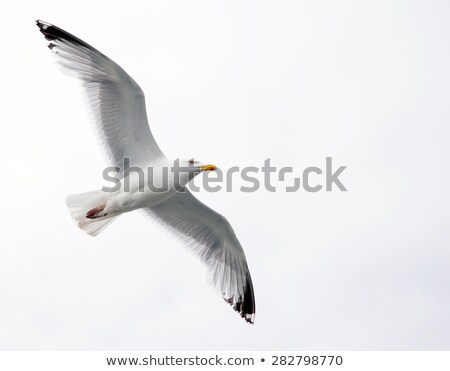 Foto d'archivio: Soaring Seagull