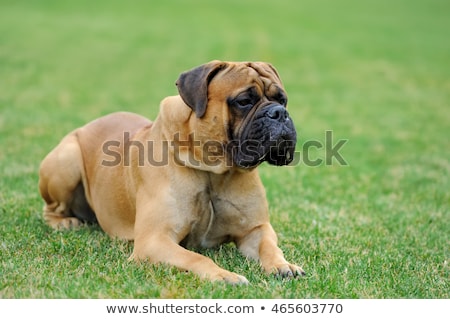 Stock fotó: English Mastiff Dog Breed