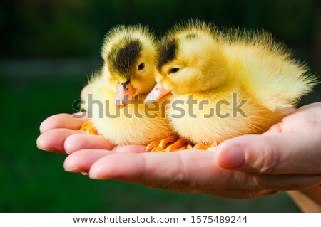 Stock photo: Two Newborn Yellow Ducklings Sitting On Hand