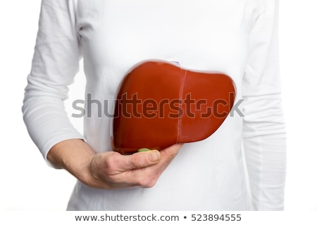 Foto stock: Woman Holding Human Liver Model At White Body