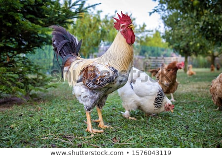 Stock photo: Beautiful White Cock On The Poultry In A Hungarian Farm