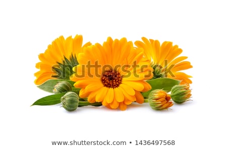 Stok fotoğraf: Calendulas