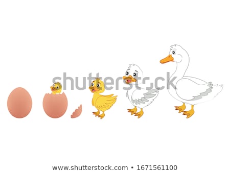 Foto stock: Duck Inside A Crack