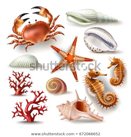 Stockfoto: 3d Conch Graphic
