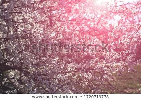 Stock photo: White Cherry Blossom Against Green Background