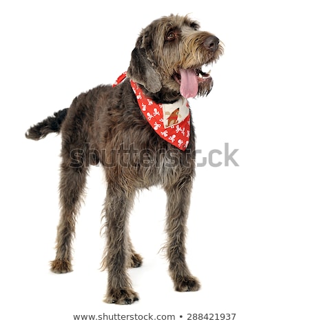 Foto stock: Wired Hair German Pointer Staying With Open Mouse In A White Stu