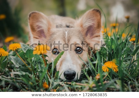 Foto stock: Portrait Of An Adorable Mixed Breed Dog
