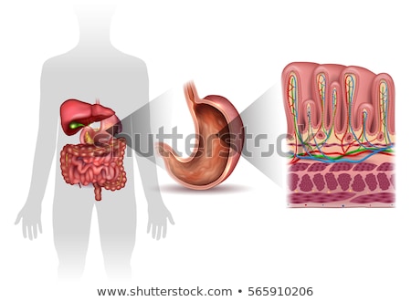 Foto stock: Stomach Wall Layers Detailed Anatomy Beautiful Colorful Drawing