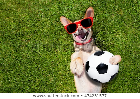 Stockfoto: Chihuahua Soccer Dog