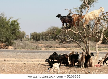 Foto d'archivio: Many Goats On The Tree