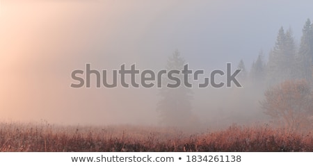 Foto stock: Autumn Forest With Fog