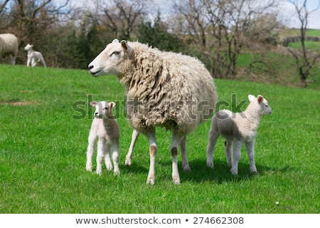 Foto stock: Sheep And Lamb On Green Field