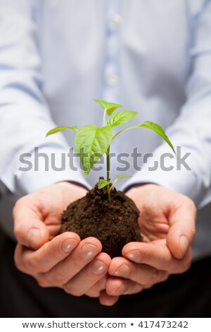 Foto stock: Businessman Holding Saplings