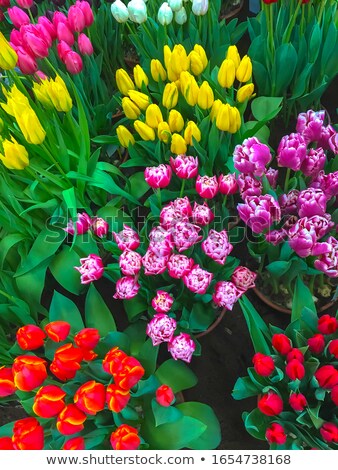 Foto stock: Bouquet Of Pink Dutch Tulips In Closeup