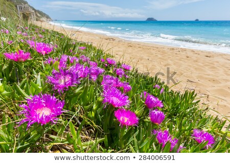 Stockfoto: Pink Icicle Plants At Coast In Greece