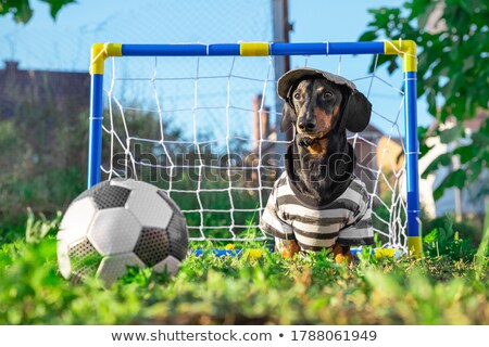 Stock photo: Dog Plays With Soccer Ball
