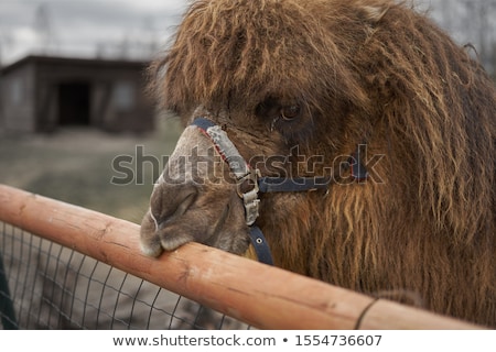 Сток-фото: Camel