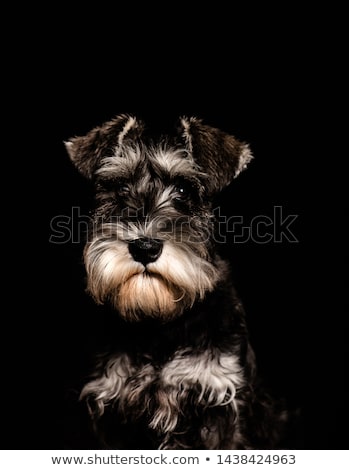 Stock foto: Strong Schnauzer Portrait In A Black Background