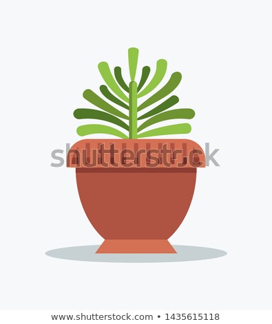 Stock photo: Exotic Green Yucca Indoor Plant In Big Clay Pot