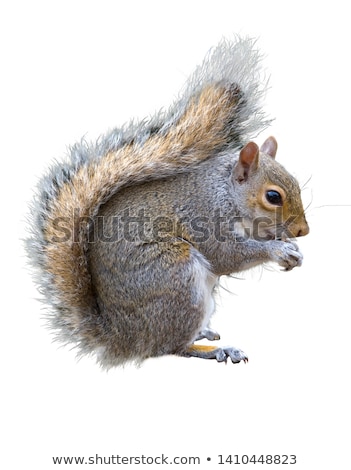 ストックフォト: Gray Squirrel