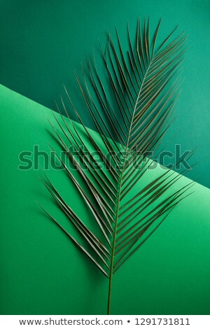 [[stock_photo]]: A Natural Palm Branch On A Double Light Green And Dark Green Cardboard On A Gray Background With Spa