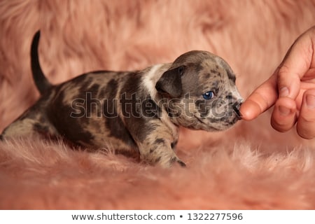 [[stock_photo]]: Little Dog American Bully With Blue Eyes Looking Cute