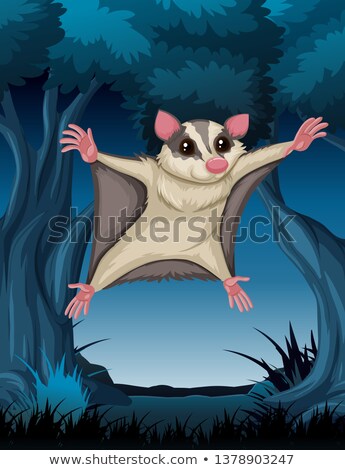 Foto stock: Flying Possum In Woods