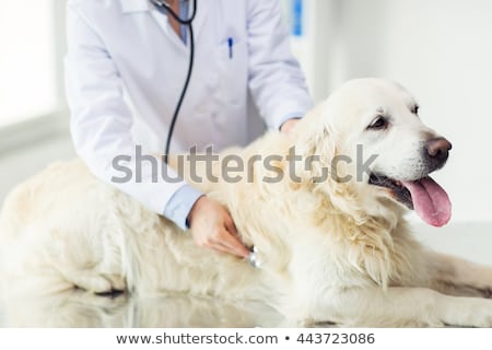 Stock photo: Doctor Examining Golden Retriever Dog In Vet Clinic