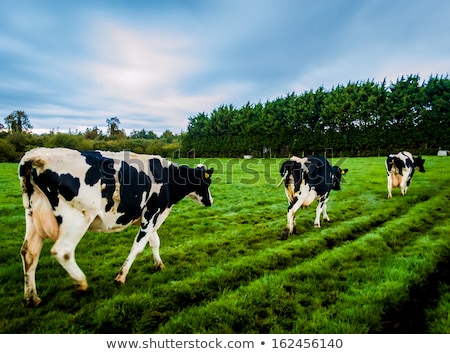 Stockfoto: Landscape With Cows Ireland