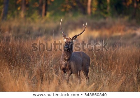 Stock fotó: Male Sambar Rusa Unicolor Deer In Ranthambore National Park Rajasthan India