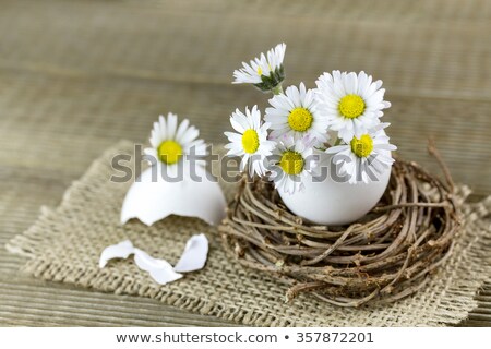 Foto stock: Sprout In An Eggshell