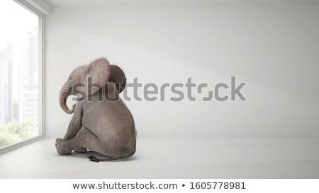 Stock fotó: Elephants