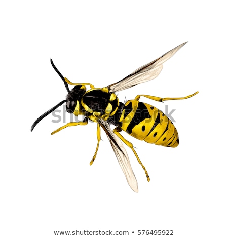 Stock photo: Flying Wasp