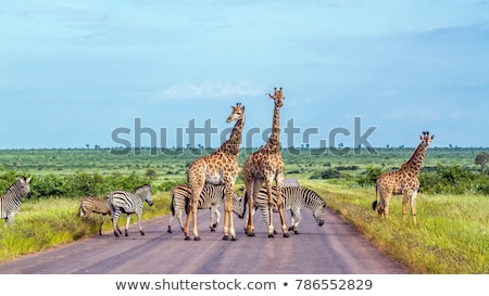 Сток-фото: Giraffe In South Africa