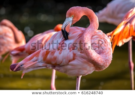 Close Up Shot Of Flamingo Head [[stock_photo]] © Digoarpi